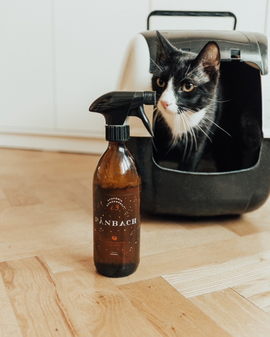 Rozpálený asfalt, betón - nebezpečie pre našich domácich miláčikov - IveKol   